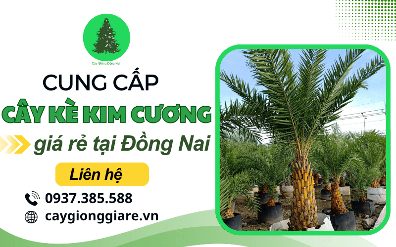 cây kè kim cương