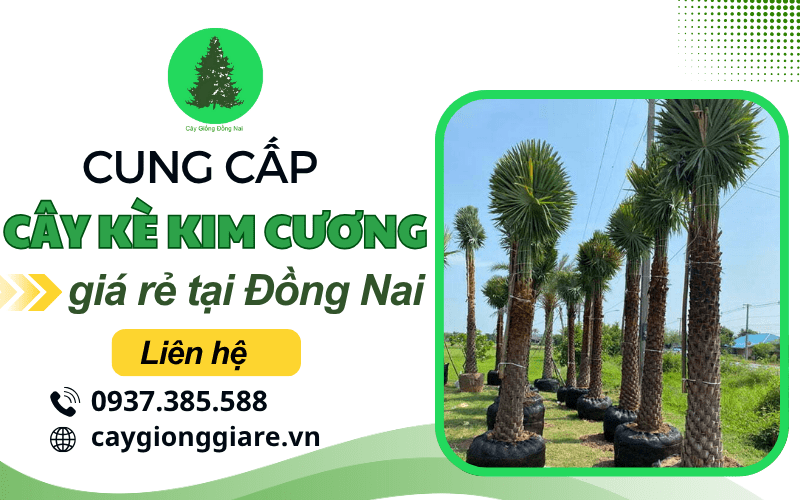 cây kè kim cương