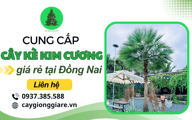 cây kè kim cương