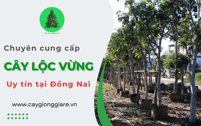 cây lộc vừng