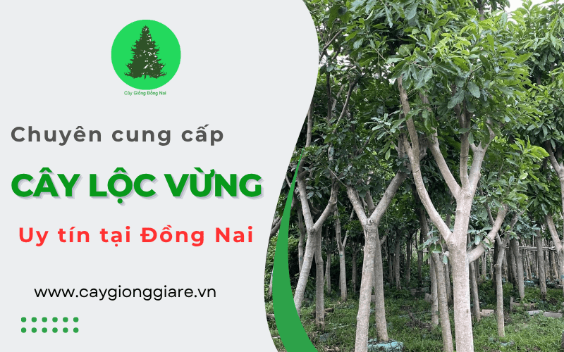 cây lộc vừng