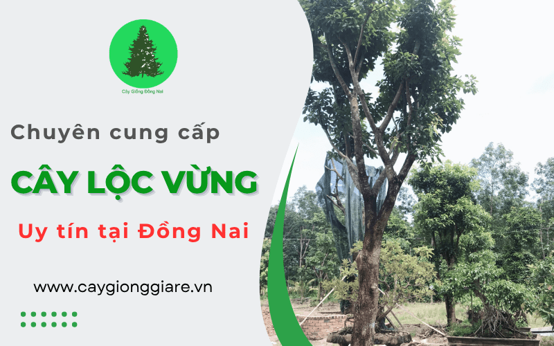 cây lộc vừng