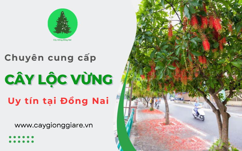 cây lộc vừng