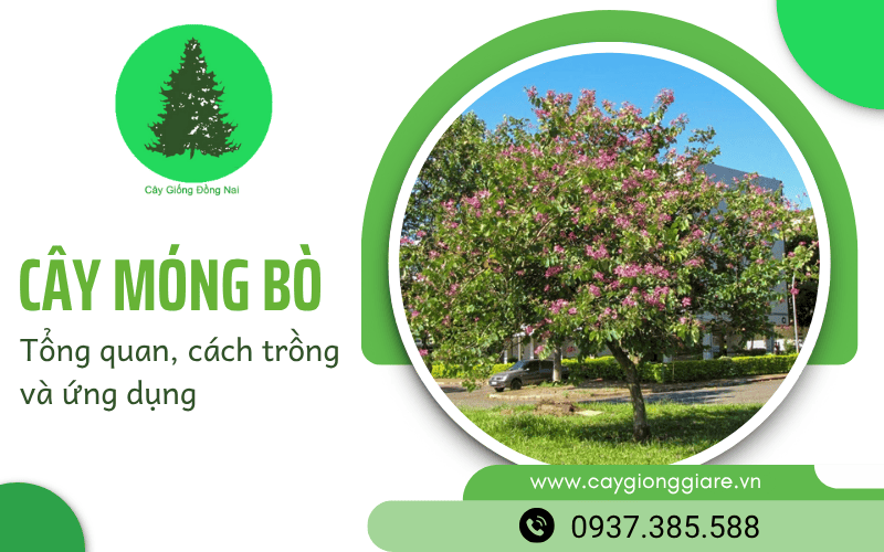 cây móng bò