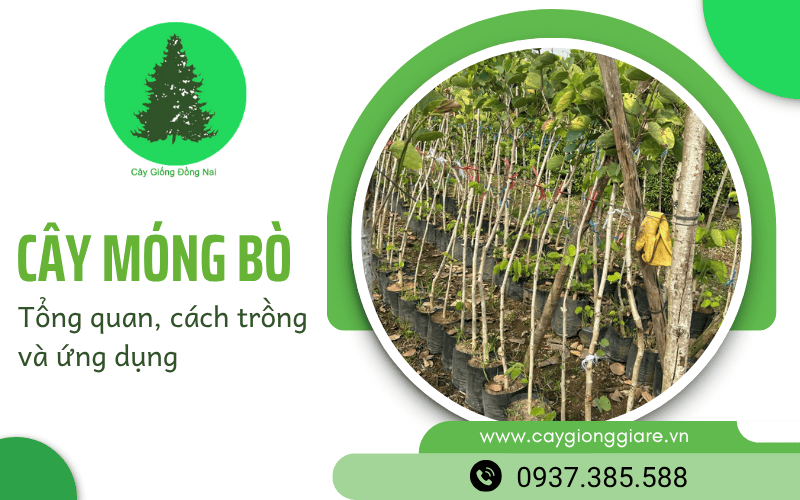 cây móng bò
