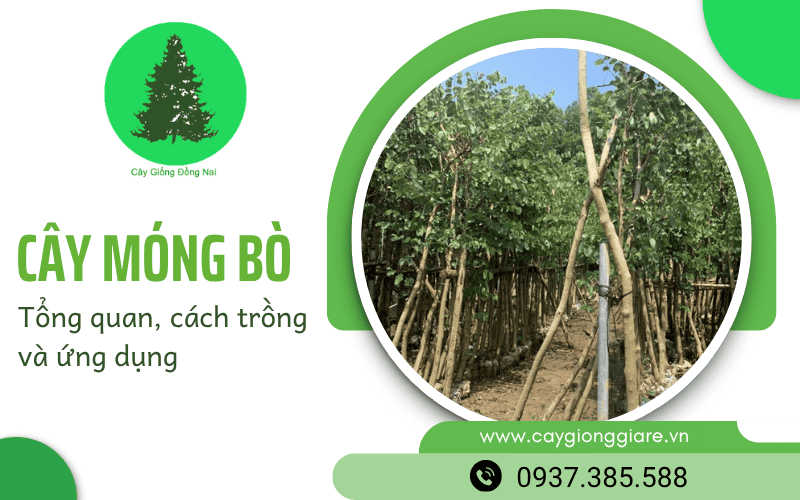 cây móng bò