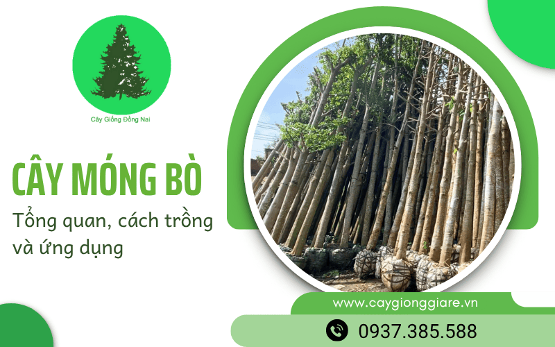 cây móng bò