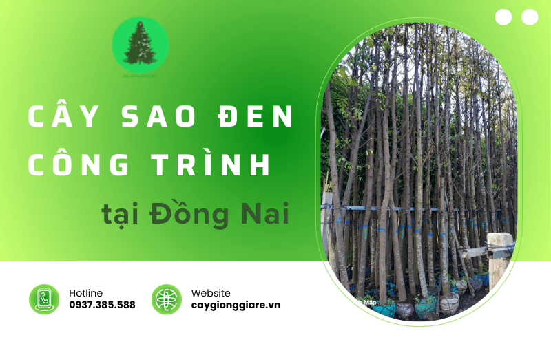 cây sao đen công trình