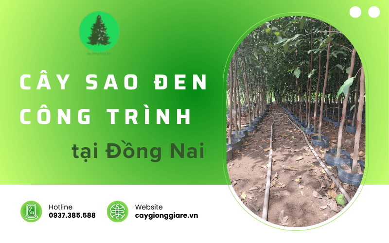 cây sao đen công trình