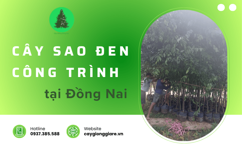 cây sao đen công trình