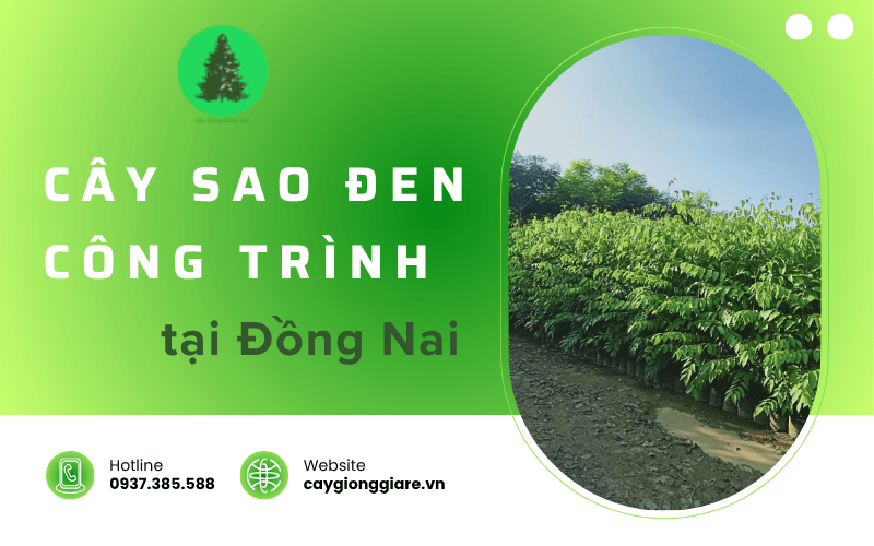 cây sao đen công trình