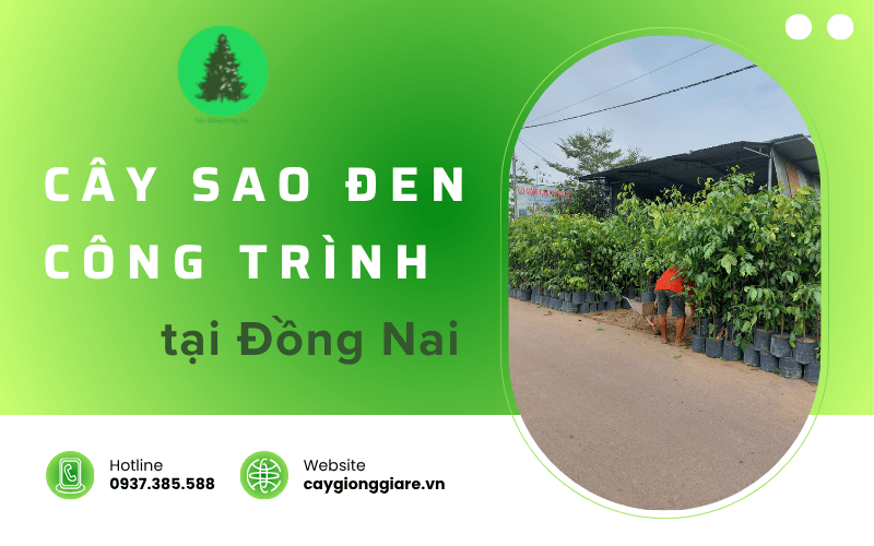 cây sao đen công trình