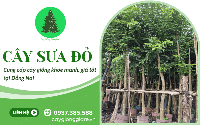 cây sưa đỏ