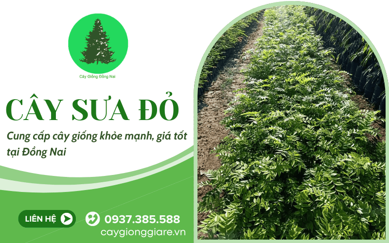 cây sưa đỏ