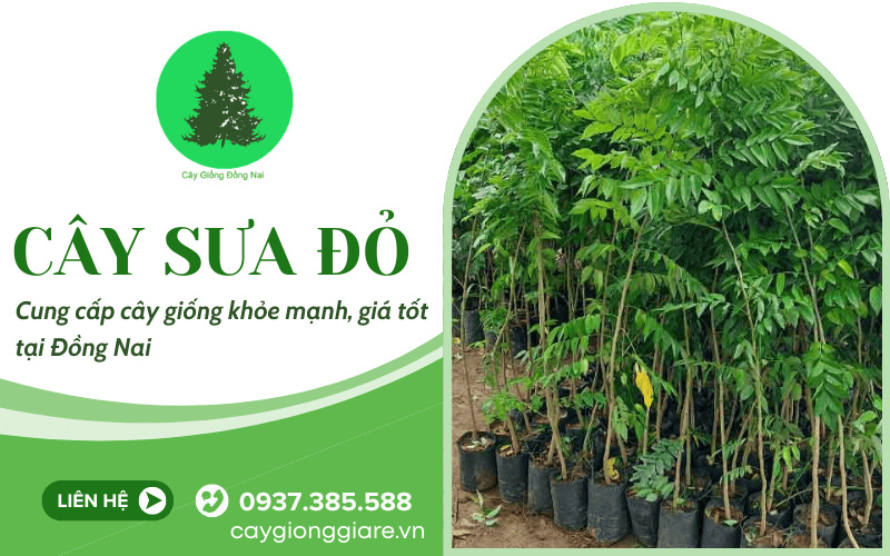 cây sưa đỏ