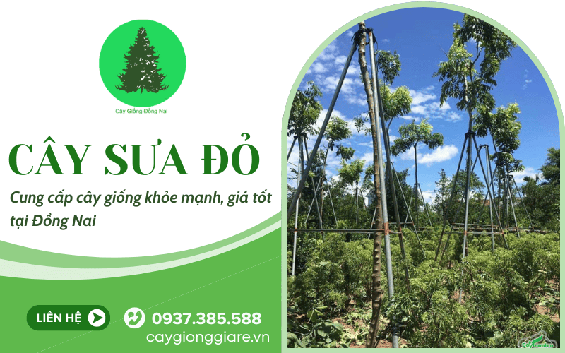 cây sưa đỏ