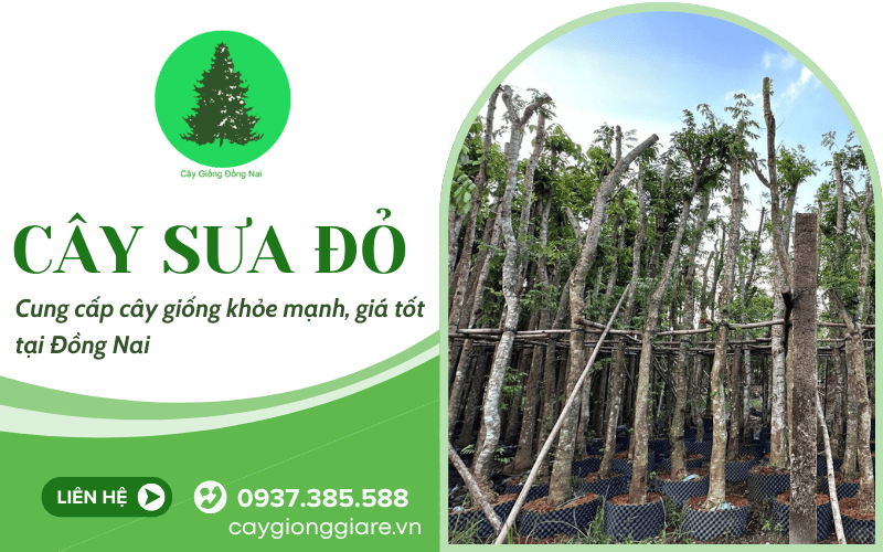 cây sưa đỏ
