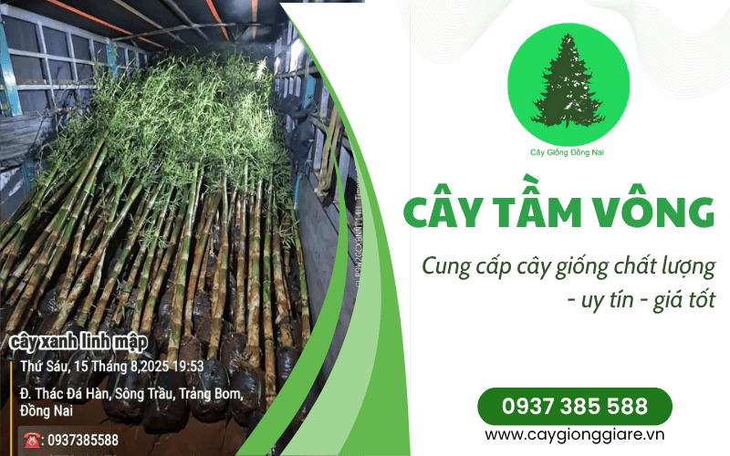 cây tầm vông
