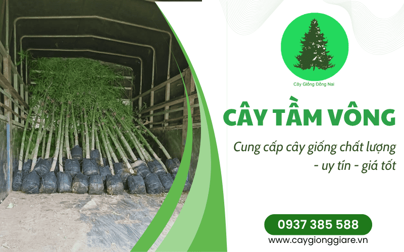 cây tầm vông