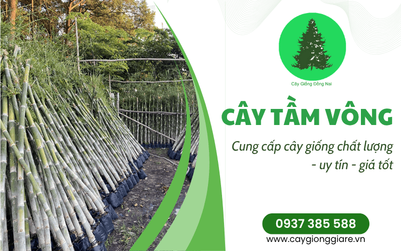 cây tầm vông