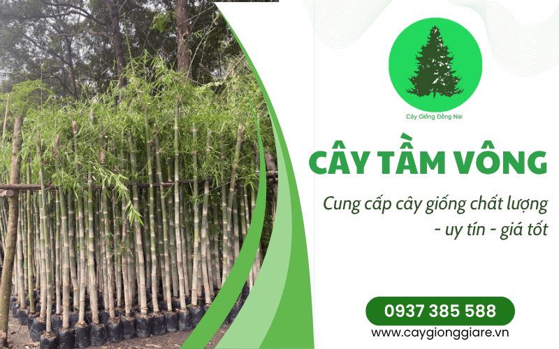 cây tầm vông