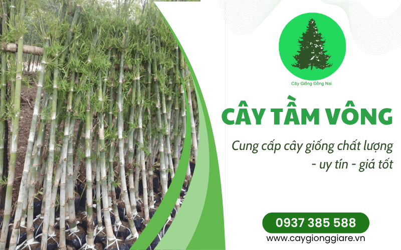 cây tầm vông
