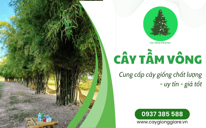 cây tầm vông