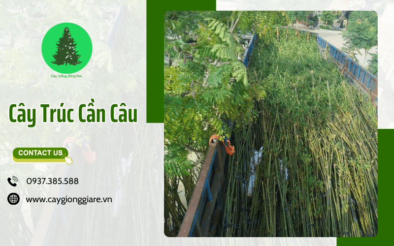 Cây Trúc Cần Câu