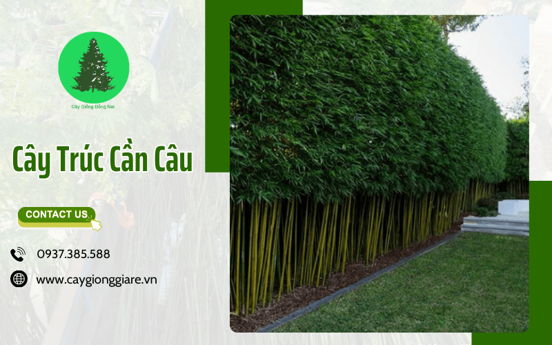 Cây Trúc Cần Câu