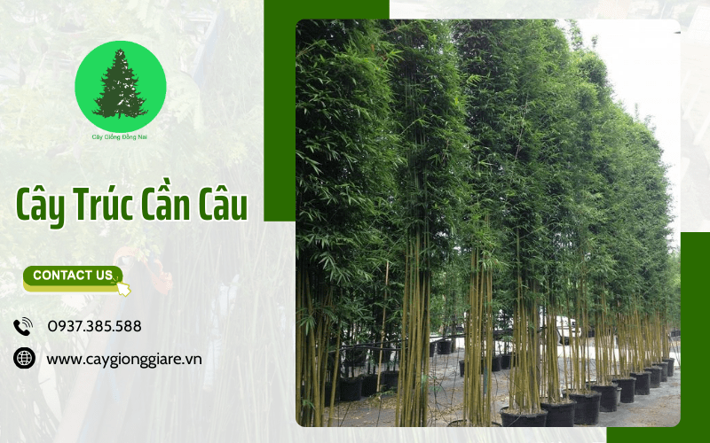 Cây Trúc Cần Câu