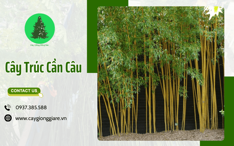 Cây Trúc Cần Câu
