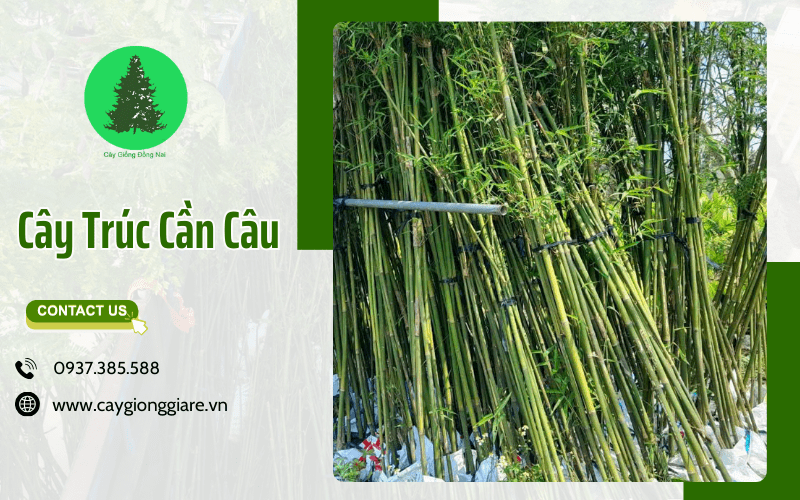 Cây Trúc Cần Câu
