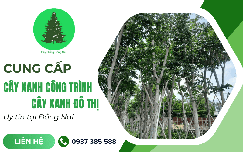 cây xanh công trình Đồng Nai