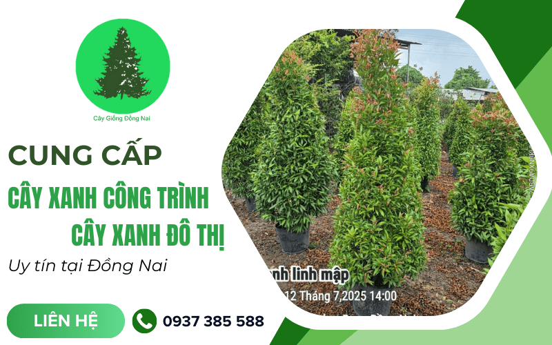 cây xanh công trình Đồng Nai