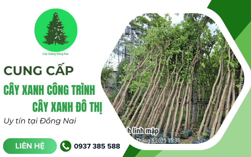 cây xanh công trình Đồng Nai