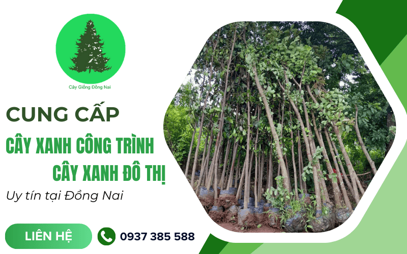cây xanh công trình Đồng Nai