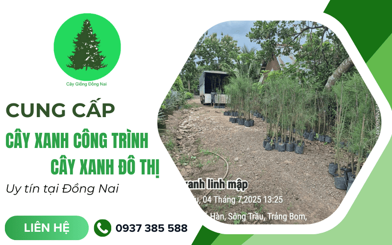 cây xanh công trình Đồng Nai