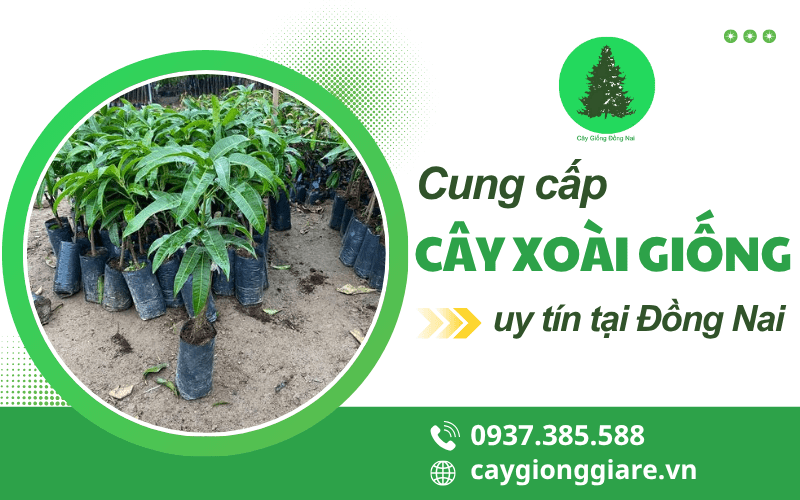 cây xoài giống 