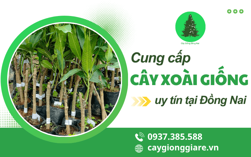 cây xoài giống 