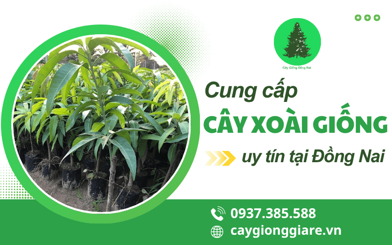 cây xoài giống 