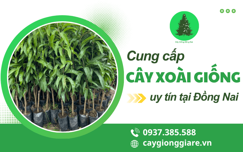 cây xoài giống 