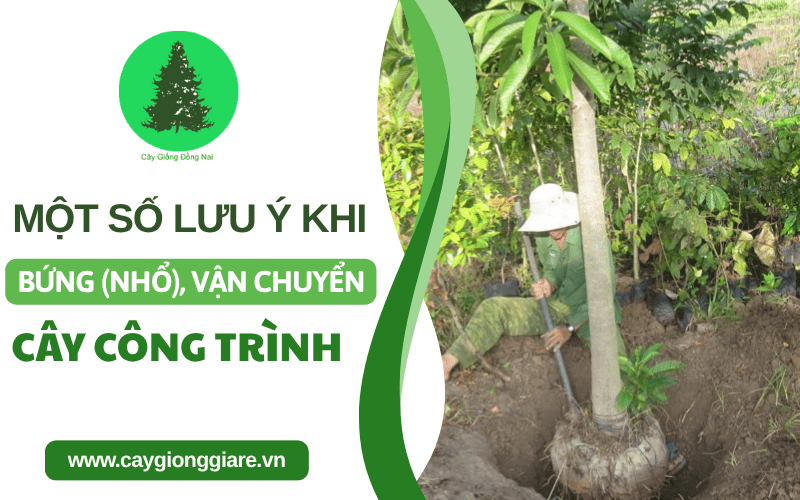 bứng cây công trình