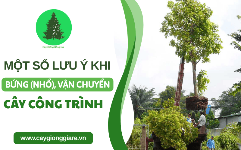 bứng cây công trình