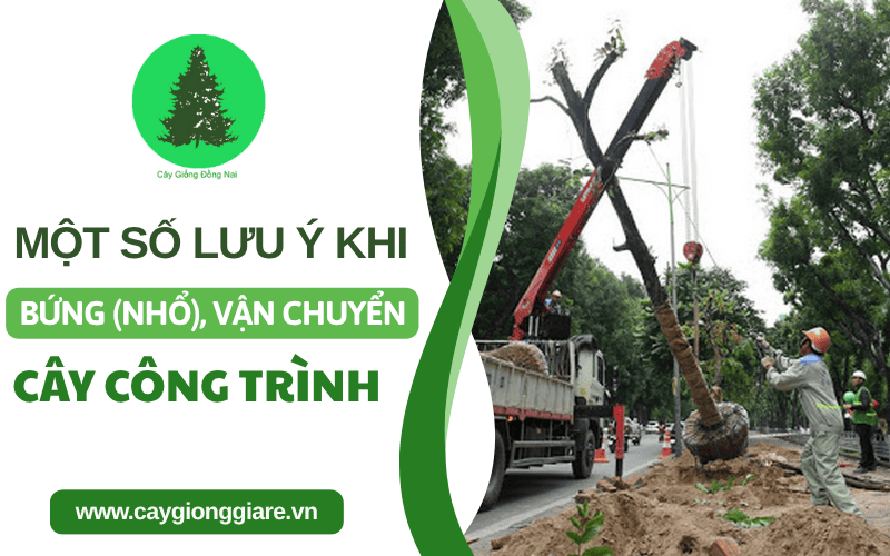 bứng cây công trình