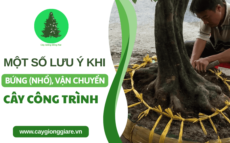bứng cây công trình