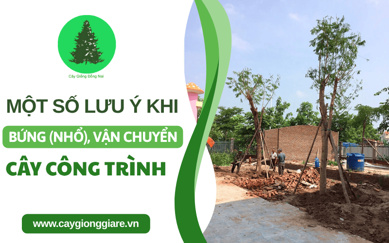 bứng cây công trình
