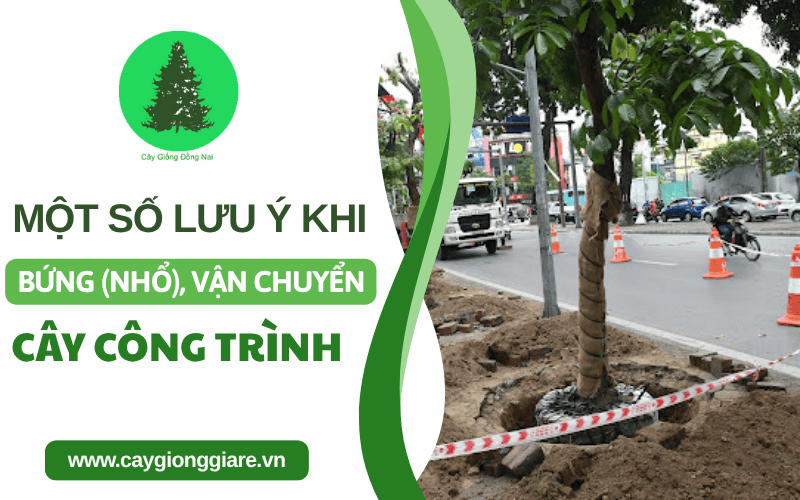 bứng cây công trình