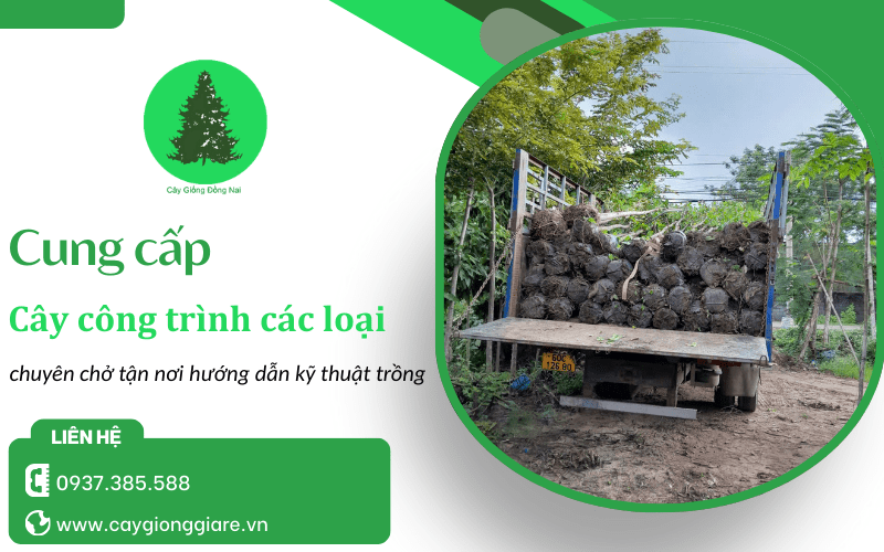 Cung cấp cây công trình các loại