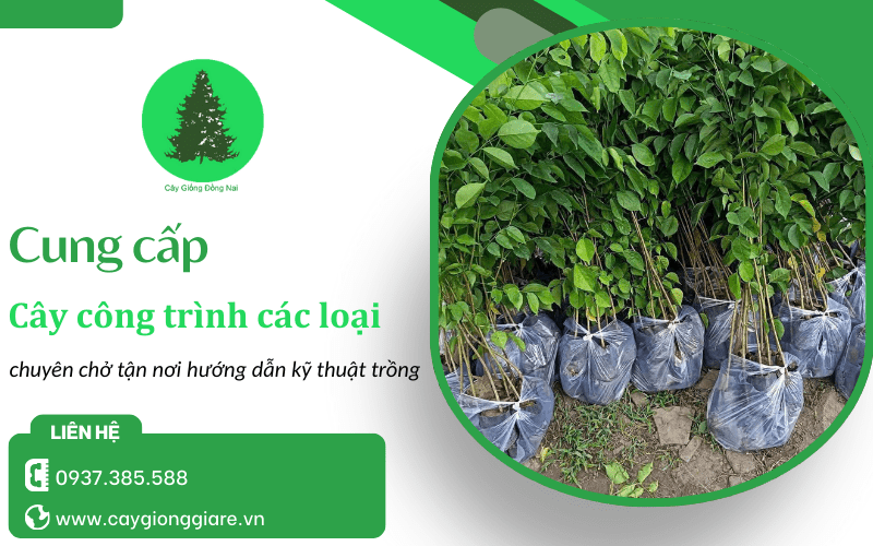 Cung cấp cây công trình các loại