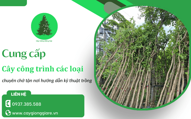 Cung cấp cây công trình các loại